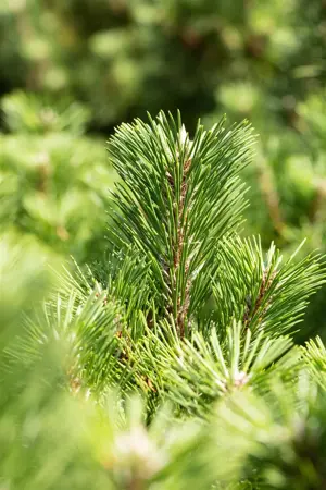 Pinus thunbergii 'Sayonara' - 12-15 CM P9 - image 1