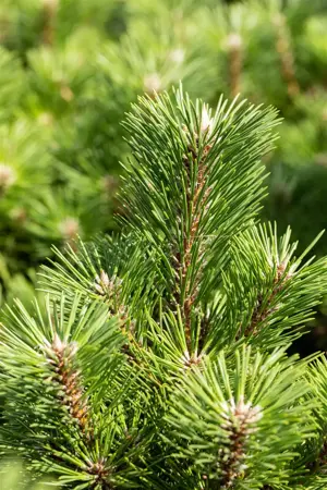 Pinus thunbergii 'Sayonara' - 12-15 CM P9 - image 4