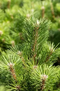 Pinus thunbergii 'Sayonara' - 12-15 CM P9 - image 4