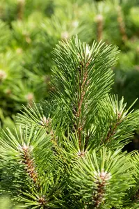 Pinus thunbergii 'Sayonara' - 20-25 CM C3 - image 4