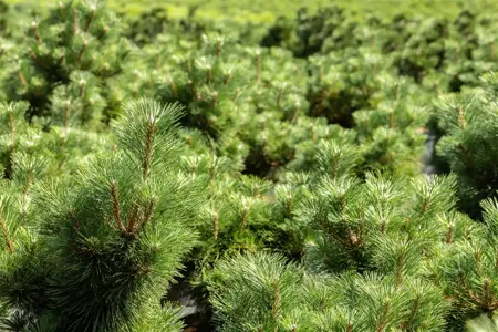 Pinus thunbergii 'Sayonara' - 12-15 CM P9 - image 2