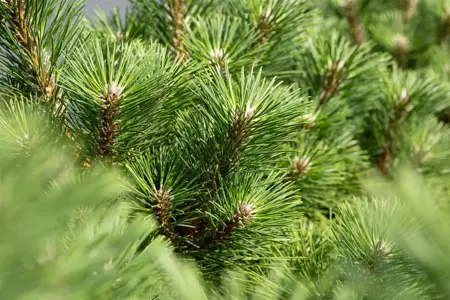 Pinus thunbergii 'Sayonara' - 12-15 CM P9 - image 3