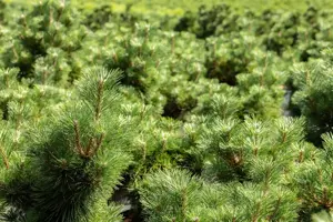 Pinus thunbergii 'Sayonara' - 60-80 CM RB - image 2