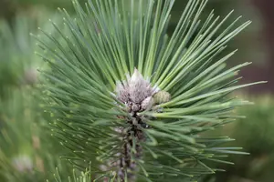 Pinus thunbergii 'Shio-guro'