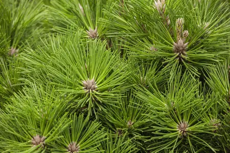 Pinus thunbergii 'Shio-guro' - 20-25 CM C3 - image 2