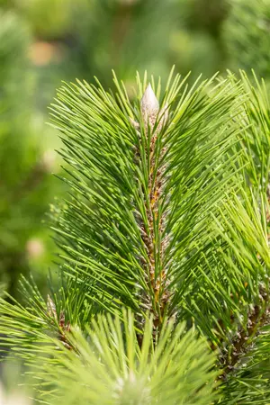 Pinus thunbergii 'Thunderhead' - 50-60 CM C25 - image 1