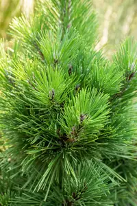 Pinus thunbergii 'Thunderhead' - 50-60 CM C25 - image 2