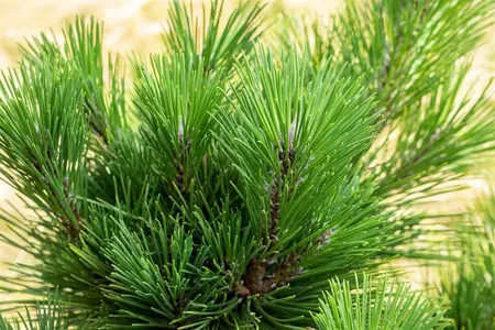 Pinus thunbergii 'Thunderhead' - 20-25 CM C3 - image 3