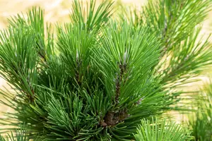 Pinus thunbergii 'Thunderhead' - 50-60 CM C25 - image 3