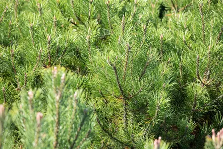 Pinus uncinata - STOCK FOR CRAFTING P9 - image 2