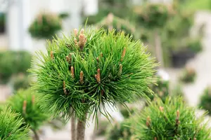 Pinus uncinata - STOCK FOR CRAFTING P9 - image 3