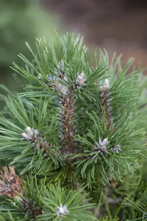 Pinus uncinata 'Gr?ne Welle' - 12-15 CM C3 - image 1