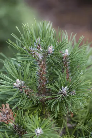 Pinus uncinata 'Gr?ne Welle' - 3 Ltr pot - image 1