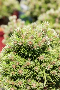 Pinus uncinata 'Gr?ne Welle' - 3 Ltr pot - image 5