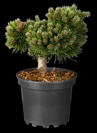 Pinus uncinata 'Gr?ne Welle' - 12-15 CM C3 - image 4