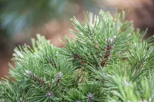 Pinus uncinata 'Gr?ne Welle' - 12-15 CM C3 - image 2