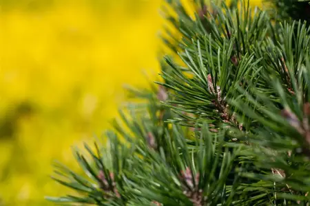 Pinus uncinata 'Gr?ne Welle' - 12-15 CM C3 - image 3