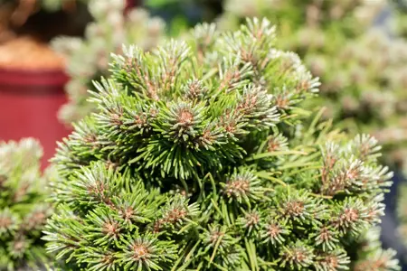 Pinus uncinata 'Gr?ne Welle' - 12-15 CM C3 - image 5