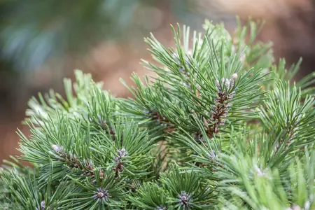 Pinus uncinata 'Gr?ne Welle' - 15-20 CM C3 - image 2