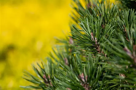 Pinus uncinata 'Gr?ne Welle' - 3 Ltr pot - image 3