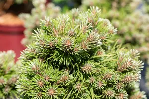 Pinus uncinata 'Gr?ne Welle' - 3 Ltr pot - image 4