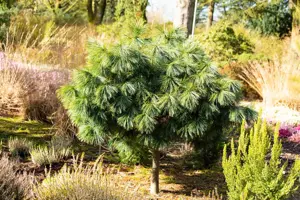Pinus wallichiana 'Nana' - 12-15 CM P9 - image 2