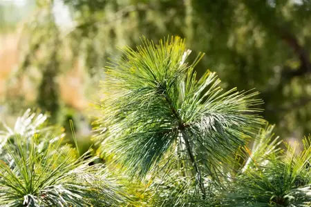 Pinus wallichiana 'Nana' - 12-15 CM P9 - image 3