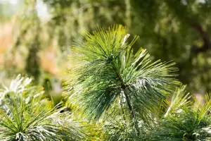 Pinus wallichiana 'Nana' - 12-15 CM P9 - image 3