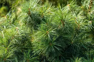 Pinus wallichiana 'Nana' - 12-15 CM P9 - image 4