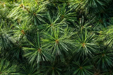Pinus wallichiana 'Nana' - 12-15 CM P9 - image 5