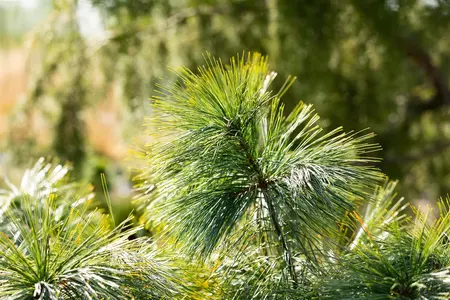 Pinus wallichiana 'Nana' - 20-25 CM C3 - image 3