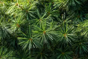 Pinus wallichiana 'Nana' - 20-25 CM C3 - image 5