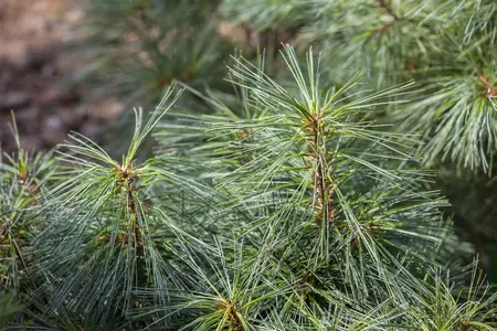 Pinus wallichiana 'Nana' - 25-30 CM C7.5 - image 1