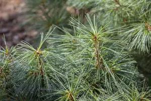 Pinus wallichiana 'Nana'