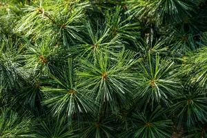 Pinus wallichiana 'Nana' - 25-30 CM C7.5 - image 5