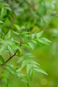 Pistacia lentiscus - MULTISTEM 175-200 CM C70 - image 4