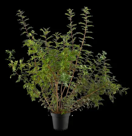 Pistacia lentiscus - MULTISTEM 175-200 CM C70 - image 1