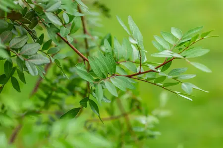 Pistacia lentiscus - MULTISTEM 175-200 CM C70 - image 3