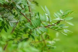 Pistacia lentiscus - MULTISTEM 175-200 CM C70 - image 3