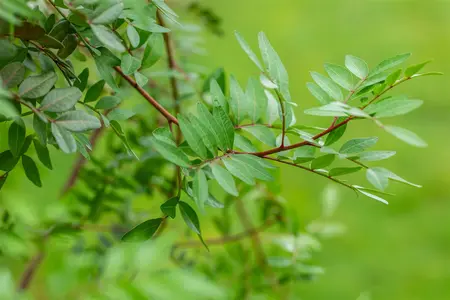 Pistacia lentiscus - 125-150 CM C20 - image 2