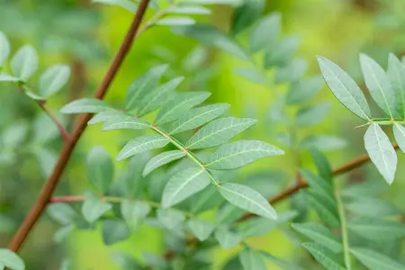 Pistacia lentiscus - 125-150 CM C20 - image 4