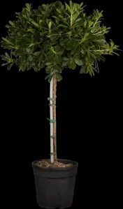 Pittosporum tob. 'Nanum' - 50-60 CM C20