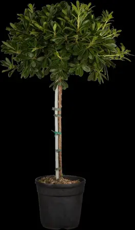 Pittosporum tob. 'Nanum' - 30-40 CM C10