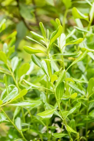 Pittosporum tob. 'Tall n Tough' - 2 Ltr pot - image 2