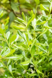 Pittosporum tobira - 40-60 CM C3 - image 2