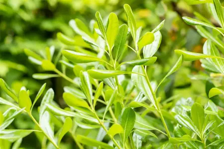 Pittosporum tobira - 40-60 CM C3 - image 1