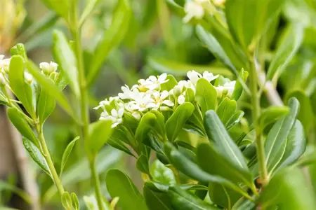 Pittosporum tobira - 40-60 CM C3 - image 3