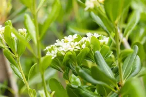 Pittosporum tobira - 40-60 CM C3 - image 3