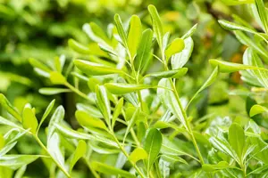 Pittosporum tobira
