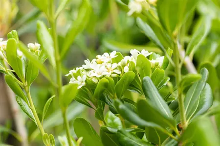 Pittosporum tobira - MULTISTEM 150-175 CM C70 - image 3